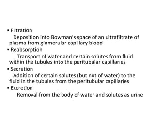 ▪ Filtration
Deposition into Bowman’s space of an ultrafiltrate of
plasma from glomerular capillary blood
▪ Reabsorption
Transport of water and certain solutes from fluid
within the tubules into the peritubular capillaries
▪ Secretion
Addition of certain solutes (but not of water) to the
fluid in the tubules from the peritubular capillaries
▪ Excretion
Removal from the body of water and solutes as urine
 
