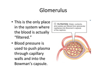 Glomerulus
• This is the only place
in the system where
the blood is actually
“filtered.”
• Blood pressure is
used to push plasma
through capillary
walls and into the
Bowman’s capsule.
 