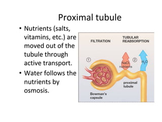 Proximal tubule
• Nutrients (salts,
vitamins, etc.) are
moved out of the
tubule through
active transport.
• Water follows the
nutrients by
osmosis.
 