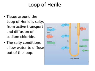 Loop of Henle
• Tissue around the
Loop of Henle is salty,
from active transport
and diffusion of
sodium chloride.
• The salty conditions
allow water to diffuse
out of the loop.
 
