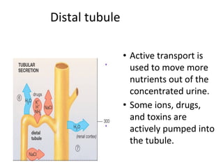 Distal tubule
• Active transport is
used to move more
nutrients out of the
concentrated urine.
• Some ions, drugs,
and toxins are
actively pumped into
the tubule.
 