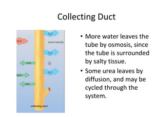 Collecting Duct
• More water leaves the
tube by osmosis, since
the tube is surrounded
by salty tissue.
• Some urea leaves by
diffusion, and may be
cycled through the
system.
 