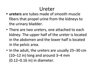 Ureter
• ureters are tubes made of smooth muscle
fibers that propel urine from the kidneys to
the urinary bladder.
• There are two ureters, one attached to each
kidney. The upper half of the ureter is located
in the abdomen and the lower half is located
in the pelvic area.
• In the adult, the ureters are usually 25–30 cm
(10–12 in) long and around 3–4 mm
(0.12–0.16 in) in diameter.
 