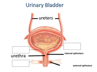 Urinary Bladder
ureters
internal sphincters
external sphincters
urethra
 