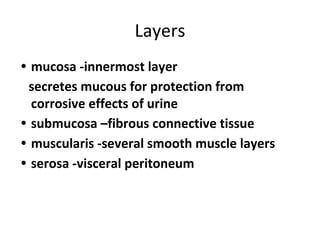 Layers
• mucosa -innermost layer
secretes mucous for protection from
corrosive effects of urine
• submucosa –fibrous connective tissue
• muscularis -several smooth muscle layers
• serosa -visceral peritoneum
 
