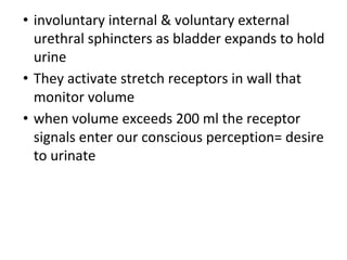 • involuntary internal & voluntary external
urethral sphincters as bladder expands to hold
urine
• They activate stretch receptors in wall that
monitor volume
• when volume exceeds 200 ml the receptor
signals enter our conscious perception= desire
to urinate
 