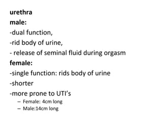 urethra
male:
-dual function,
-rid body of urine,
- release of seminal fluid during orgasm
female:
-single function: rids body of urine
-shorter
-more prone to UTI’s
– Female: 4cm long
– Male:14cm long
 