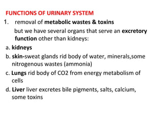 FUNCTIONS OF URINARY SYSTEM
1. removal of metabolic wastes & toxins
but we have several organs that serve an excretory
function other than kidneys:
a. kidneys
b. skin-sweat glands rid body of water, minerals,some
nitrogenous wastes (ammonia)
c. Lungs rid body of CO2 from energy metabolism of
cells
d. Liver liver excretes bile pigments, salts, calcium,
some toxins
 