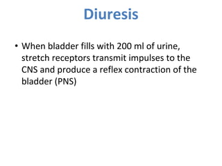 Diuresis
• When bladder fills with 200 ml of urine,
stretch receptors transmit impulses to the
CNS and produce a reflex contraction of the
bladder (PNS)
 