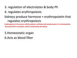 3. regulation of electrolytes & body Ph
4. regulates erythropoiesis
kidneys produce hormone = erythropoietin that
regulates erythropoiesis
Erythropoiesis is the process which produces red blood cells (erythrocytes). It is stimulated by
decreased O2 in circulation, which is detected by the kidney.
5.Homeostatic organ
6.Acts as blood filter
 