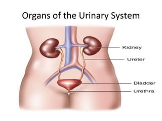 Organs of the Urinary System
 