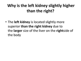 Why is the left kidney slightly higher
than the right?
• The left kidney is located slightly more
superior than the right kidney due to
the larger size of the liver on the rightside of
the body
 