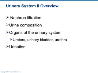 Copyright © 2011 Pearson Education, Inc.
Urinary System II Overview
 Nephron filtration
Urine composition
Organs of the urinary system
Ureters, urinary bladder, urethra
Urination
 