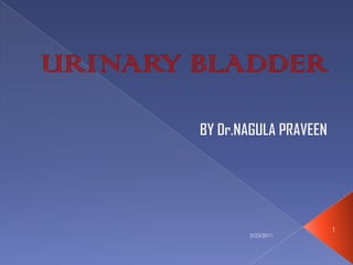 URINARY BLADDER BY Dr.NAGULA PRAVEEN 6/3/2010 1 