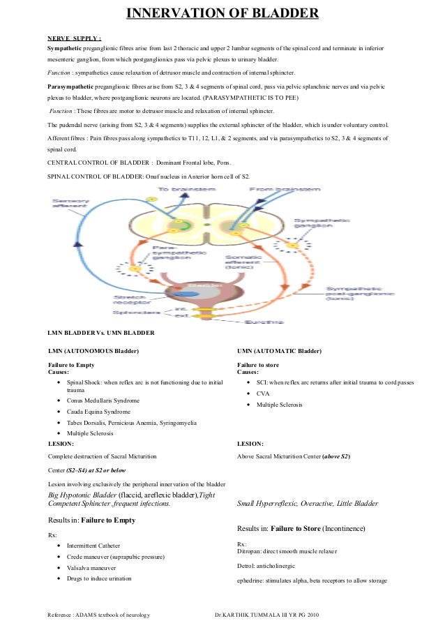 Urinary bladder nerve supply