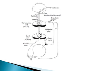 Urinary bladder | PPTX