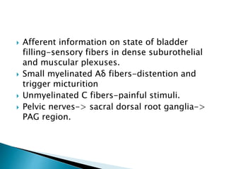  Afferent information on state of bladder
filling-sensory fibers in dense suburothelial
and muscular plexuses.
 Small my...
