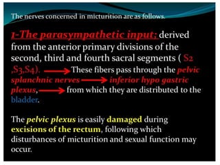 Urinary bladder
