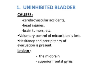 Urinary bladder