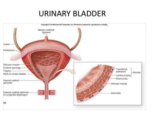 Urinary bladder