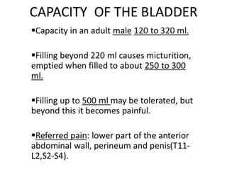 Urinary bladder