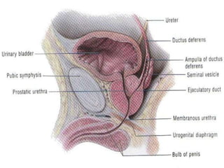 Urinary bladder
