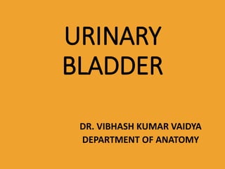 URINARY
BLADDER
DR. VIBHASH KUMAR VAIDYA
DEPARTMENT OF ANATOMY
 