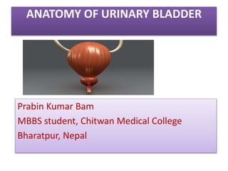 ANATOMY OF URINARY BLADDER
Prabin Kumar Bam
MBBS student, Chitwan Medical College
Bharatpur, Nepal
 