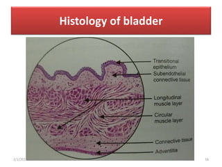 Urinary bladder (Anatomy)