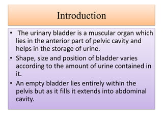 Introduction
• The urinary bladder is a muscular organ which
lies in the anterior part of pelvic cavity and
helps in the s...