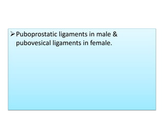 Puboprostatic ligaments in male &
pubovesical ligaments in female.
 
