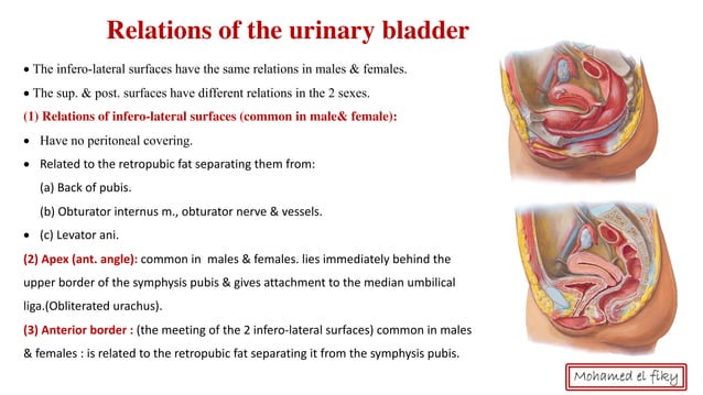 anatomy of Urinary bladder | PDF