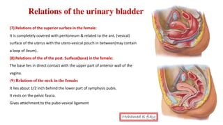 anatomy of Urinary bladder | PDF