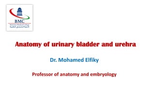 Anatomy of urinary bladder and urehra
Dr. Mohamed Elfiky
Professor of anatomy and embryology
 