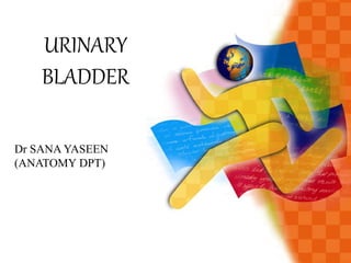 URINARY
BLADDER
Dr SANA YASEEN
(ANATOMY DPT)
 