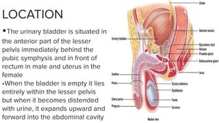 Urinary bladdebxhdbdydydbrurfuurhdhdr.pdf