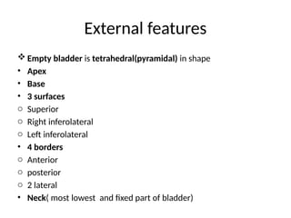 urinary bladder.pptxbhhhhfghhgghhhhhhgff | PPT
