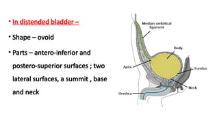 URINARYBLADDER gross features with relations.pptx