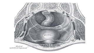Gross Normal Bladder URINARYBLADDER gross features with relations.pptx