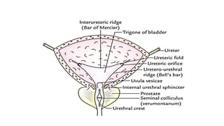 Gross Normal Bladder URINARYBLADDER gross features with relations.pptx