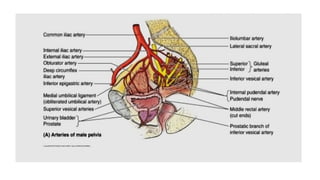 Gross Normal Bladder URINARYBLADDER gross features with relations.pptx