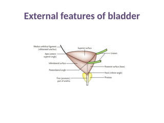 URINARY BLADDER, it’s morphology, attachments | PPTX