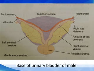 Gross Anatomy of Urinary Bladder | PPTX
