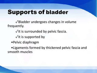 Gross Anatomy of Urinary Bladder | PPTX