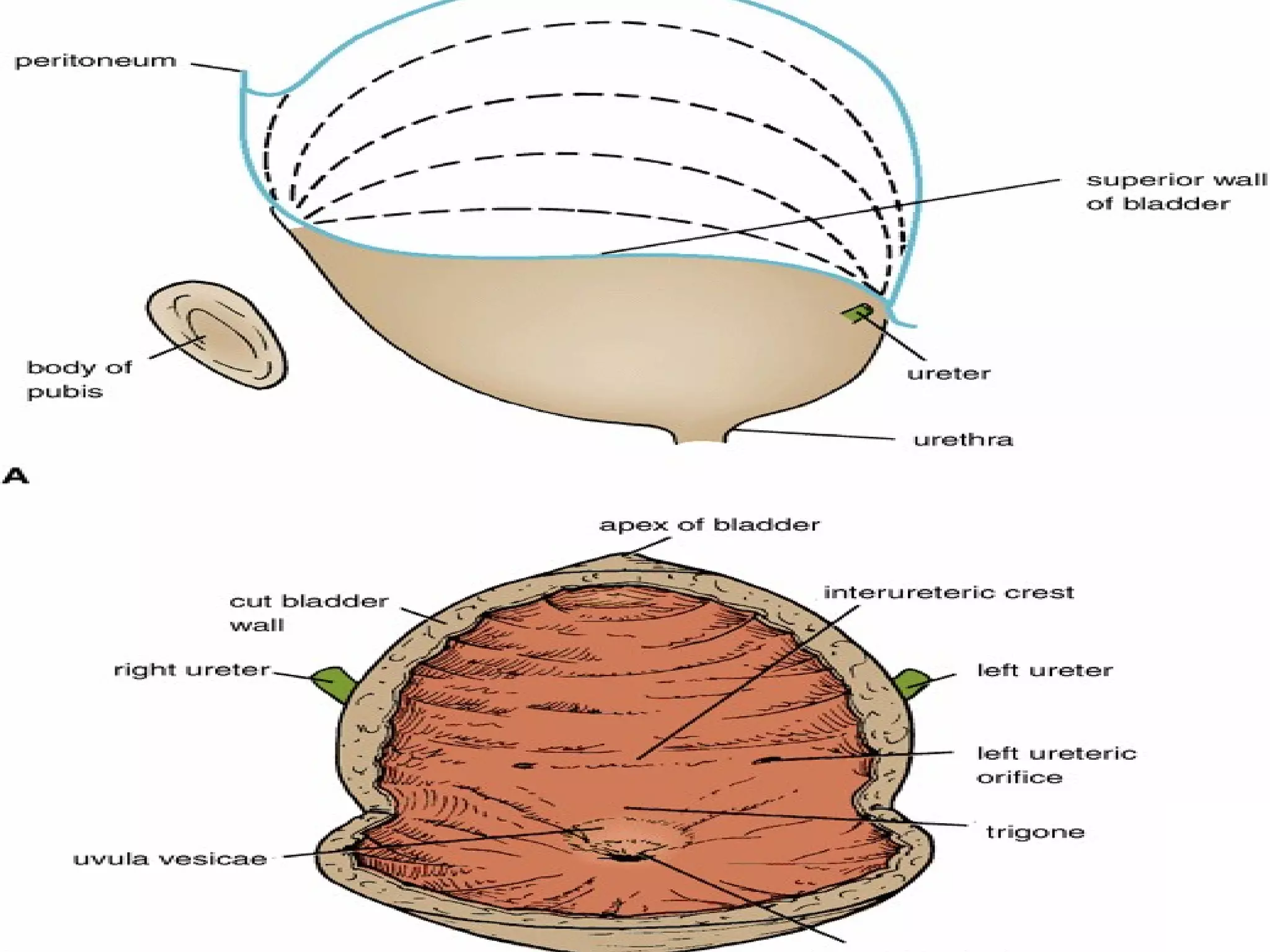 Structure and development of Urinary bladder by Dr. Tatheer | PPT