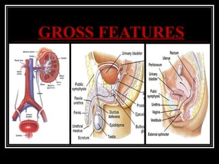 Gross Normal Bladder Structure and development of Urinary bladder by Dr. Tatheer | PPT