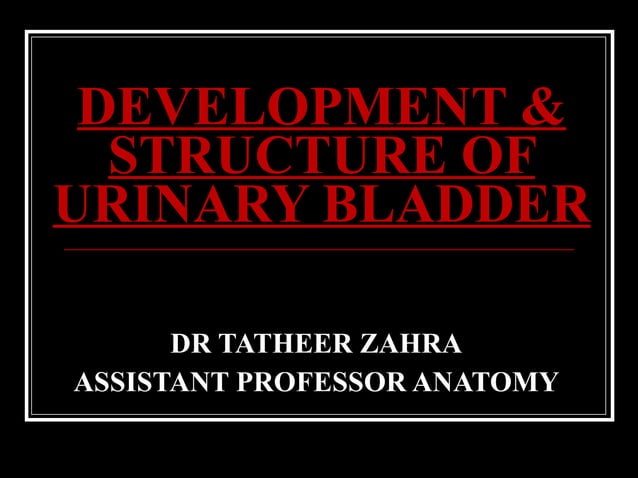 Structure and development of Urinary bladder by Dr. Tatheer | PPT