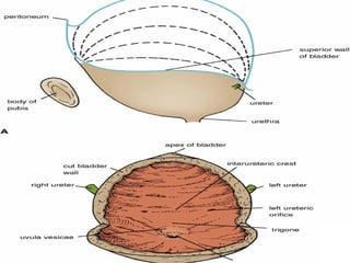 Structure and development of Urinary bladder by Dr. Tatheer | PPT