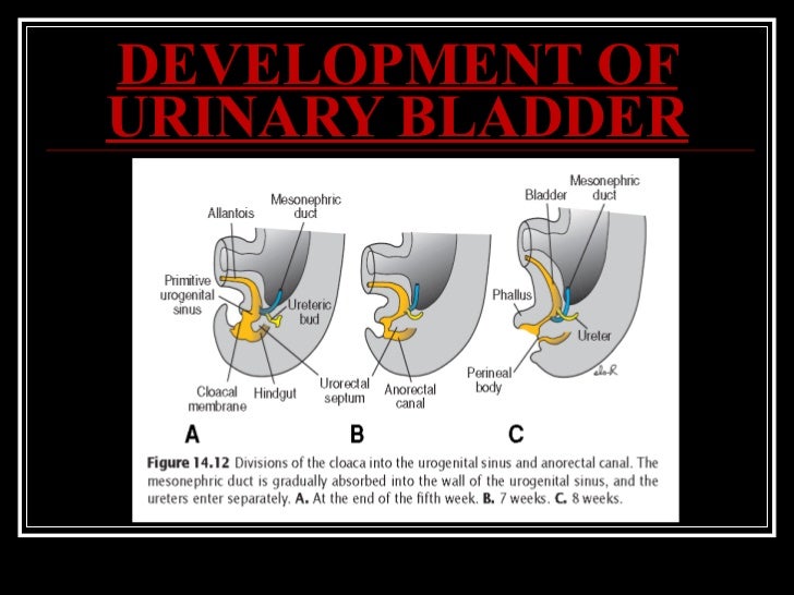 Structure and development of Urinary bladder by Dr. Tatheer