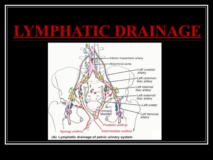 Lymphatic drainage of urinary bladder Clearance